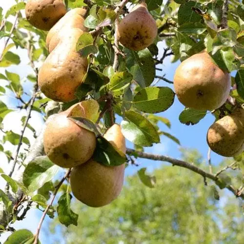 Future Forests Pear Durondeau 3 Future Forests Pear Durondeau