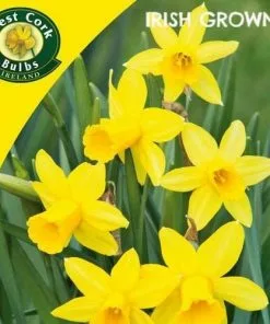 Future Forests Daffodil (Narcissi) Tete-a-tete