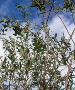 Future Forests Eucalyptus Parvula (parvifolia)