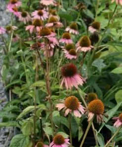 Future Forests Echinacea Purpurea Magnus More