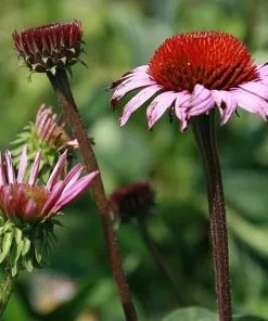 Future Forests Echinacea Purpurea Magnus More