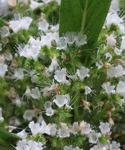 Future Forests Echium Pininana Snow Tower All Perennials