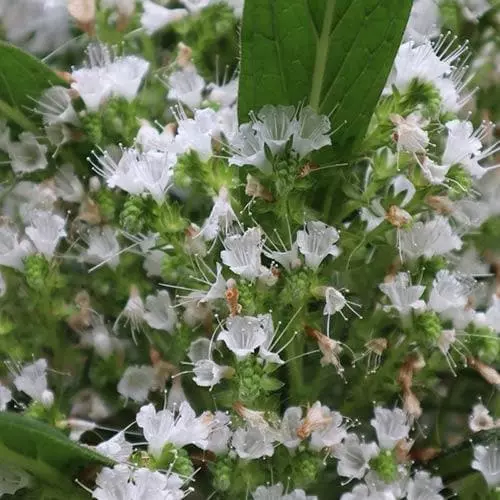 Future Forests Echium Pininana Snow Tower All Perennials 4 Future Forests Echium Pininana Snow Tower All Perennials