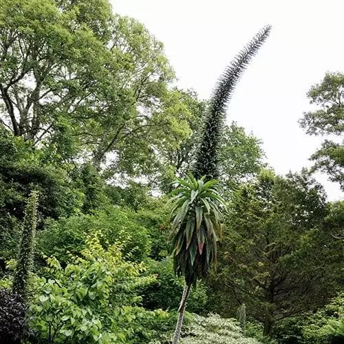 Future Forests Echium Pininana Snow Tower All Perennials 5 Future Forests Echium Pininana Snow Tower All Perennials