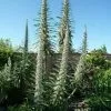 Future Forests Echium Pininana Snow Tower All Perennials 1 Future Forests Echium Pininana Snow Tower All Perennials