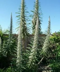 Future Forests Echium Pininana Snow Tower All Perennials