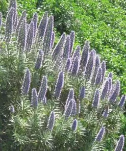 Future Forests More Echium Candicans
