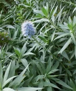 Future Forests More Echium Candicans
