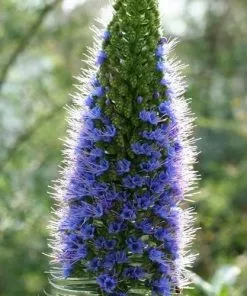 Future Forests More Echium Candicans