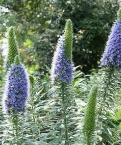 Future Forests More Echium Candicans