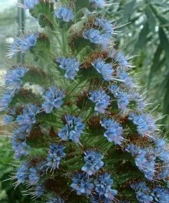 Future Forests Echium Pininana All Perennials