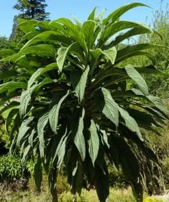 Future Forests Echium Pininana All Perennials 12 Future Forests Echium Pininana All Perennials
