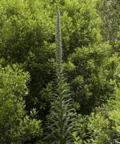 Future Forests Echium Pininana All Perennials 13 Future Forests Echium Pininana All Perennials