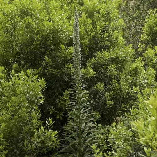Future Forests Echium Pininana All Perennials 6 Future Forests Echium Pininana All Perennials