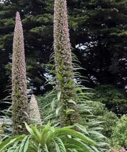 Future Forests Echium Pininana All Perennials 14 Future Forests Echium Pininana All Perennials