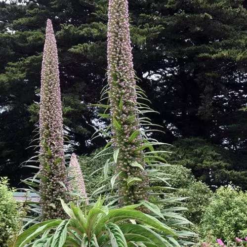 Future Forests Echium Pininana All Perennials 7 Future Forests Echium Pininana All Perennials