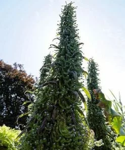 Future Forests Echium Pininana All Perennials 15 Future Forests Echium Pininana All Perennials