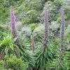 Future Forests Echium Pininana All Perennials