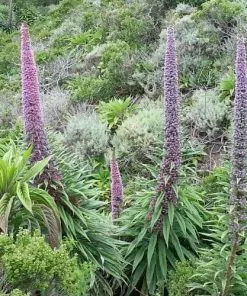 Future Forests Echium Pininana All Perennials