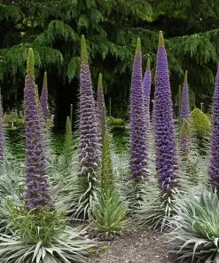 Future Forests Echium Pininana All Perennials 16 Future Forests Echium Pininana All Perennials