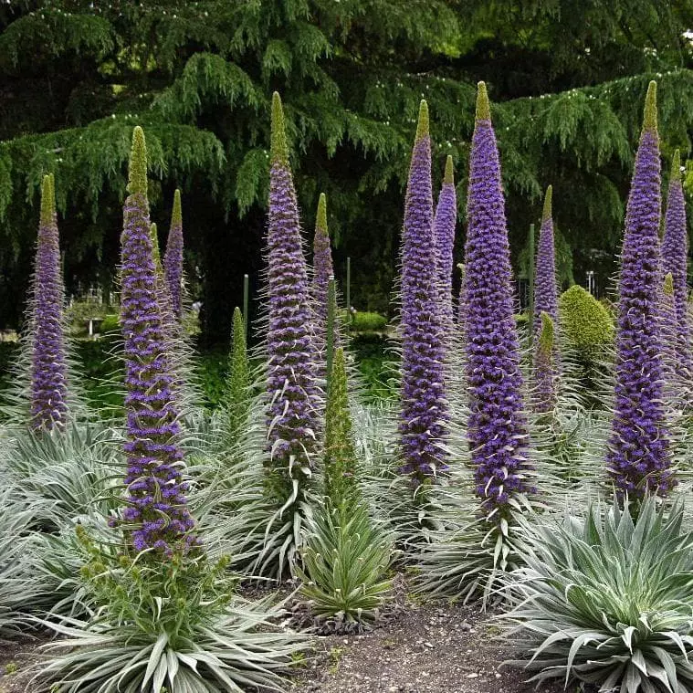 Future Forests Echium Pininana All Perennials 9 Future Forests Echium Pininana All Perennials