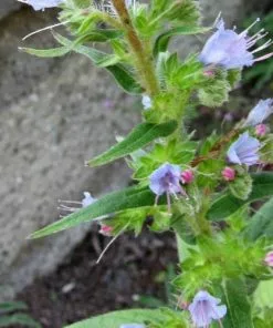 Future Forests Echium Pininana All Perennials 17 Future Forests Echium Pininana All Perennials