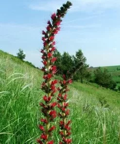 Future Forests Echium Russicum More