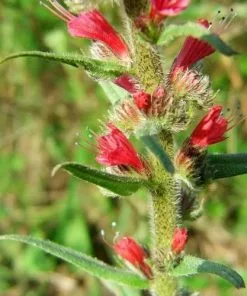 Future Forests Echium Russicum More 7 Future Forests Echium Russicum More
