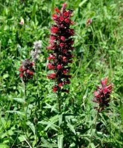 Future Forests Echium Russicum More 8 Future Forests Echium Russicum More