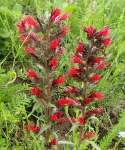 Future Forests Echium Russicum More 9 Future Forests Echium Russicum More