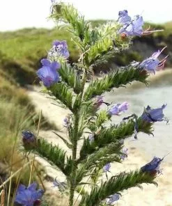 Future Forests More Echium Vulgare - Viper’s-bugloss