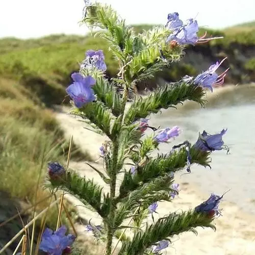 Future Forests More Echium Vulgare - Viper’s-bugloss 3 Future Forests More Echium Vulgare - Viper’s-bugloss