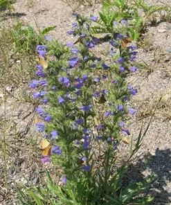 Future Forests More Echium Vulgare - Viper’s-bugloss