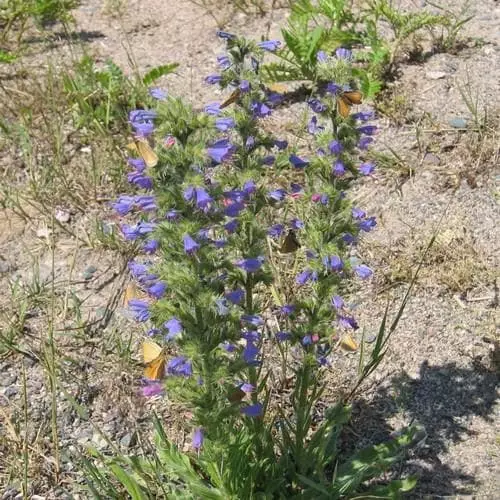 Future Forests More Echium Vulgare - Viper’s-bugloss 4 Future Forests More Echium Vulgare - Viper’s-bugloss