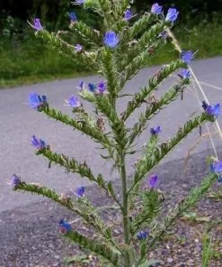 Future Forests More Echium Vulgare - Viper’s-bugloss 8 Future Forests More Echium Vulgare - Viper’s-bugloss