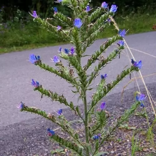 Future Forests More Echium Vulgare - Viper’s-bugloss 5 Future Forests More Echium Vulgare - Viper’s-bugloss