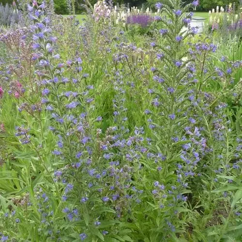 Future Forests More Echium Vulgare - Viper’s-bugloss 6 Future Forests More Echium Vulgare - Viper’s-bugloss