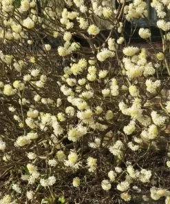 Future Forests Shrubs Edgeworthia Chrysantha Grandiflora 7 Future Forests Shrubs Edgeworthia Chrysantha Grandiflora