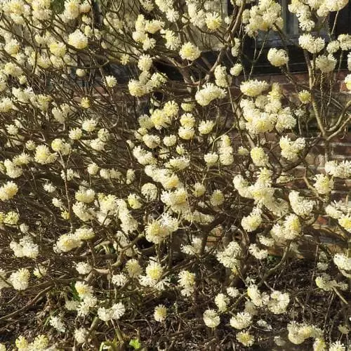 Future Forests Shrubs Edgeworthia Chrysantha Grandiflora 5 Future Forests Shrubs Edgeworthia Chrysantha Grandiflora