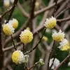 Future Forests Shrubs Edgeworthia Chrysantha Grandiflora 2 Future Forests Shrubs Edgeworthia Chrysantha Grandiflora
