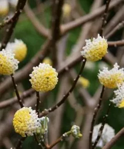 Future Forests Shrubs Edgeworthia Chrysantha Grandiflora