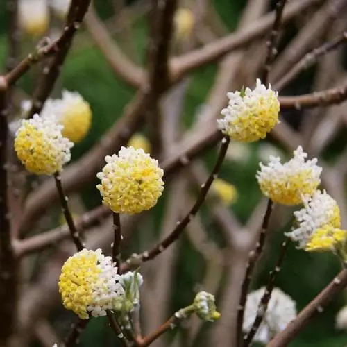 Future Forests Shrubs Edgeworthia Chrysantha Grandiflora 3 Future Forests Shrubs Edgeworthia Chrysantha Grandiflora