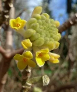 Future Forests Shrubs Edgeworthia Chrysantha Grandiflora 6 Future Forests Shrubs Edgeworthia Chrysantha Grandiflora