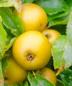 Future Forests Apple Egremont Russet Fruit 9 Future Forests Apple Egremont Russet Fruit