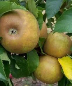 Future Forests Apple Egremont Russet Fruit