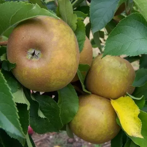 Future Forests Apple Egremont Russet Fruit 3 Future Forests Apple Egremont Russet Fruit