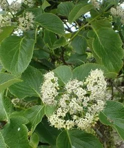 Future Forests Ehretia Dicksonii