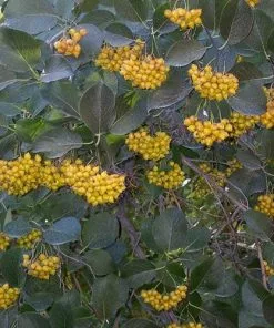 Future Forests Ehretia Dicksonii