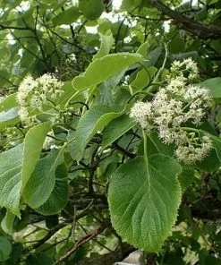 Future Forests Ehretia Dicksonii