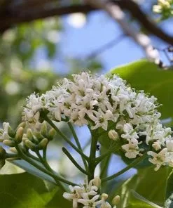 Future Forests Ehretia Dicksonii